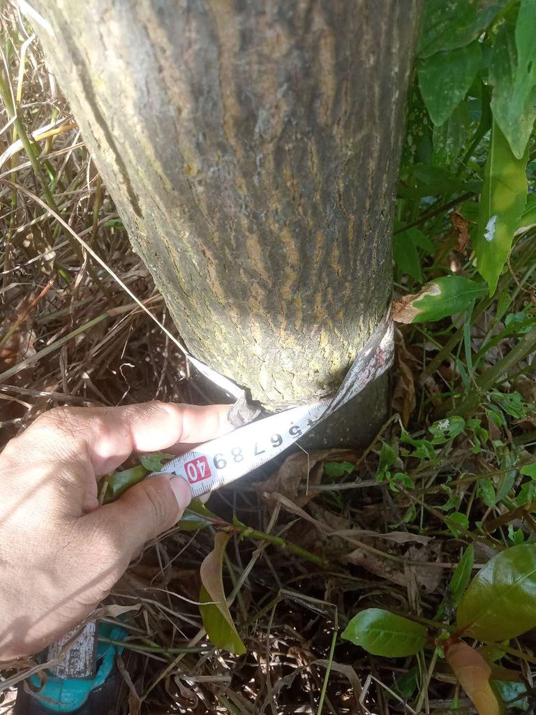 Lộc vừng. Mua bán Cây cảnh, đồ trang trí tại Huyện Châu Thành Đồng Tháp được đăng bởi  hiền nth hình 2