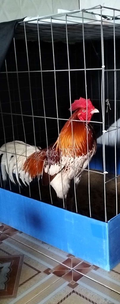 Gà chọi nhiều màu Cần Thơ. Mua bán Gà tại Thành phố Biên Hòa Đồng Nai được đăng bởi Phong Đồng Nai hình 1