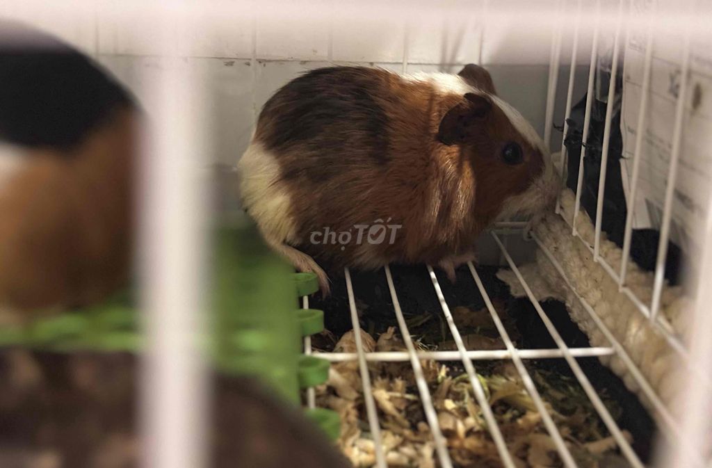 CHUỘT LANG VIỆT BÉ CÁI NÂU TRẮNG. Mua bán Thú cưng khác tại Quận Đống Đa Hà Nội được đăng bởi Huyền Trang hình 1