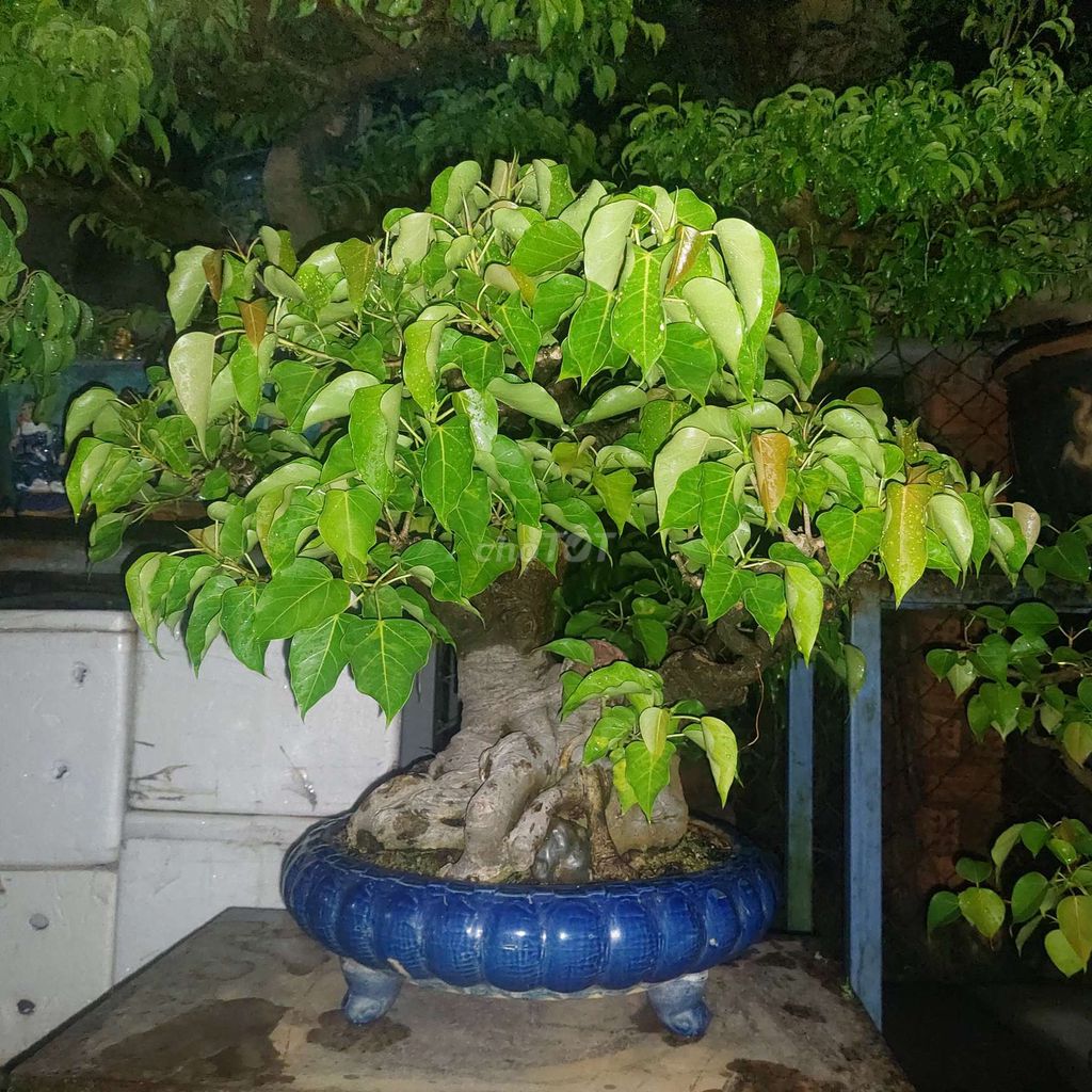 Cây cảnh Bồ đề cổ thụ 52cm. Mua bán Cây cảnh, đồ trang trí tại Thành phố Thủ Đức Tp Hồ Chí Minh được đăng bởi Trần Xuân Dương hình 1