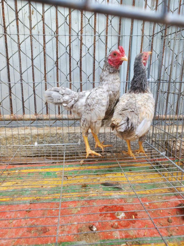Tre bac 5 thang 350g. Mua bán Gà tại Huyện Tân Hiệp Kiên Giang được đăng bởi Ha DANG hình 1