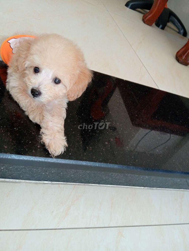Chó poodle tên nâu. Mua bán null tại Quận Bình Tân Tp Hồ Chí Minh được đăng bởi Thảo hình 5