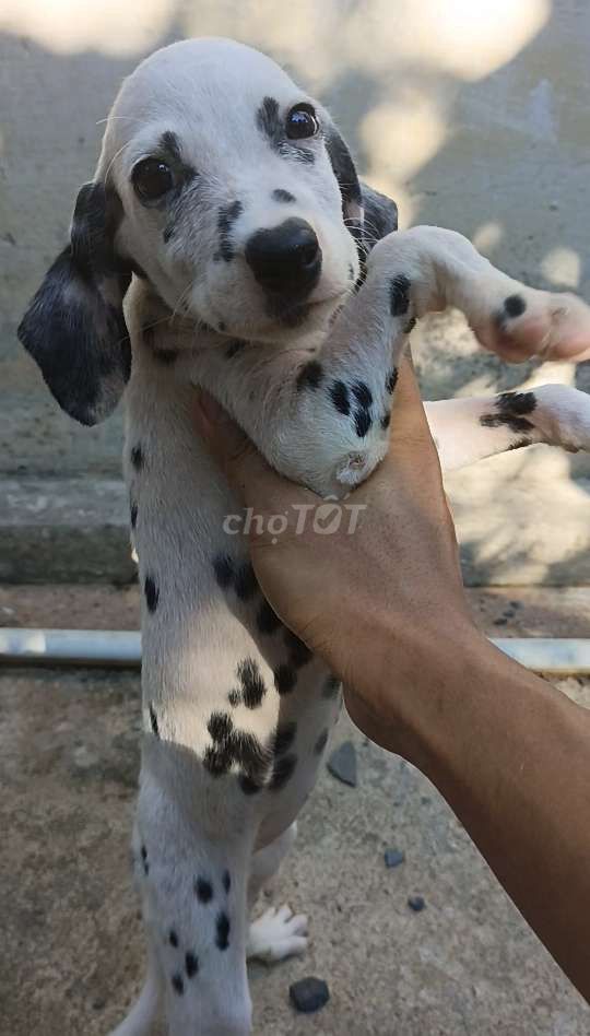Chó Đốm Cái 3 tháng tuổi,khi lớn như hình minh hoạ