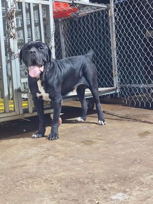 Chó Ngao Ý đực màu Đen