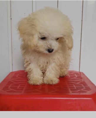 Chó Poodle đực 3 tháng