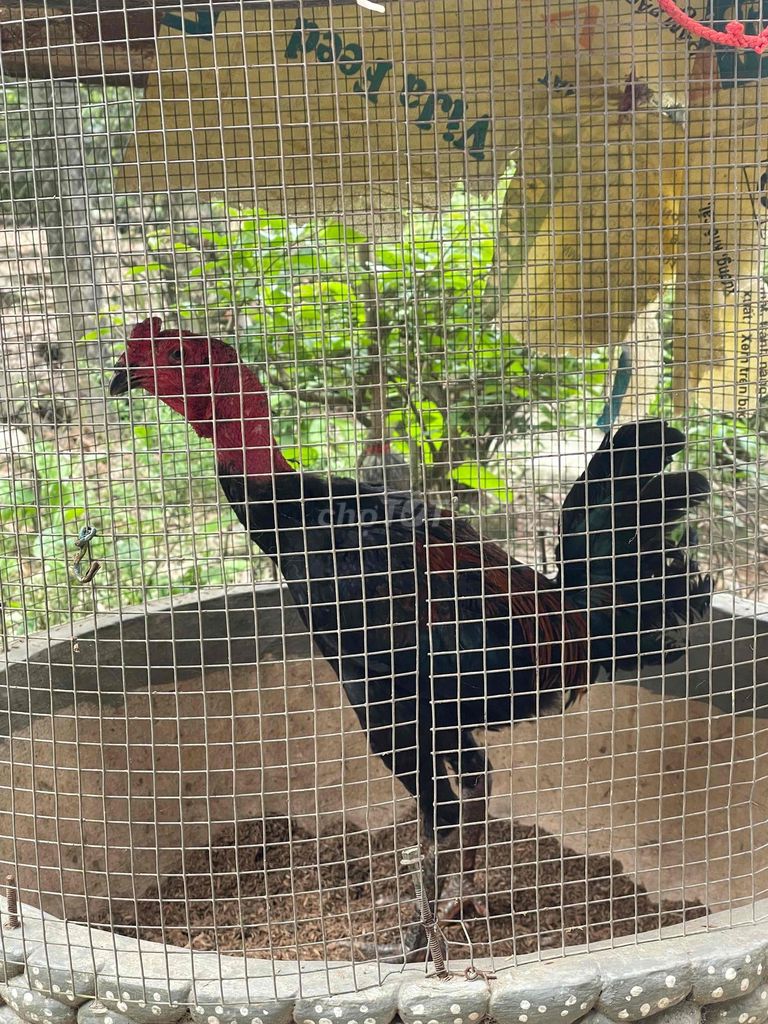 Gà tơ trống đang lớn. Mua bán Gà tại Huyện Ba Vì Hà Nội được đăng bởi TUẤN Phùng Xuân gà chọi hình 1