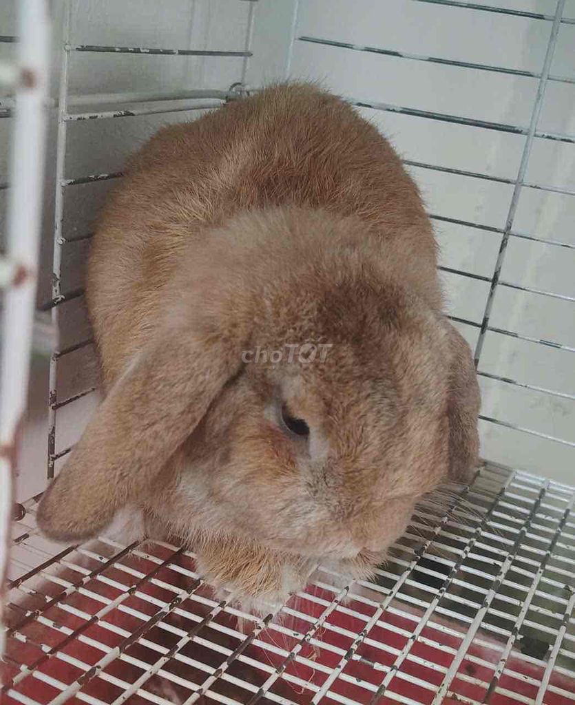 Thỏ Holland Lop đực 1 tuổi. Mua bán Thú cưng khác tại Quận Bình Tân Tp Hồ Chí Minh được đăng bởi gia kỳ hình 1