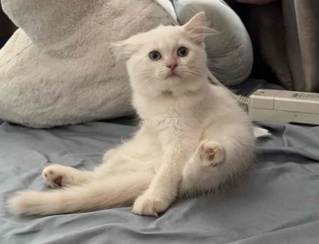 Mèo Lông dài đực 2 tháng. Mua bán Mèo tại Quận Thanh Khê Đà Nẵng được đăng bởi 05. Nguyễn Phạm Mai Hiếu hình 1