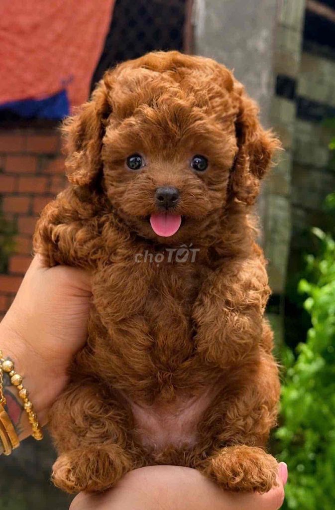 Chó Poodle Nâu đỏ Đã tiêm phòng. Mua bán Chó tại Huyện Bình Chánh Tp Hồ Chí Minh được đăng bởi pom pet sài gòn hình 1
