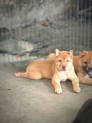 Chó Mông Cộc Vàng, Mũi Hồng, Mắt Vàng Chuẩn Giống. Mua bán Chó tại Quận Gò Vấp Tp Hồ Chí Minh được đăng bởi Shop SH Và Chó Cộc Sài Gòn