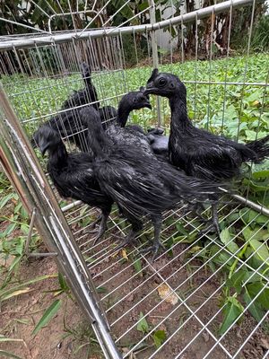 #gàmặtquỷ #gàindo. Mua bán Gà tại Thành phố Biên Hòa Đồng Nai được đăng bởi ĐỖ HUY QUANG