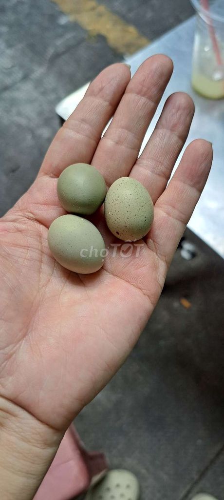 Trứng gà 1 chục. Mua bán Đồ ăn, thực phẩm và các loại khác tại Quận 10 Tp Hồ Chí Minh được đăng bởi  Thúy Vân  hình 1