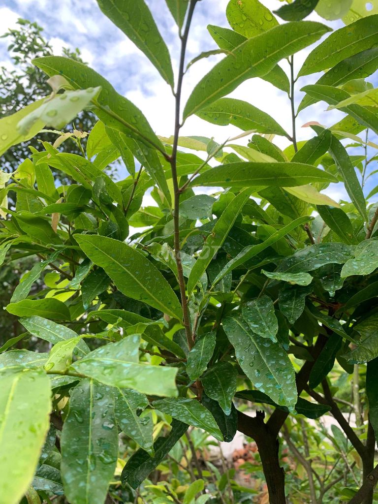 Bán bo cúc thọ hương. Mua bán Cây cảnh, đồ trang trí tại Huyện Bến Lức Long An được đăng bởi Phú nguyen hình 1