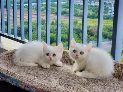 Mèo Anh Lông Ngắn  2 tháng tuổi