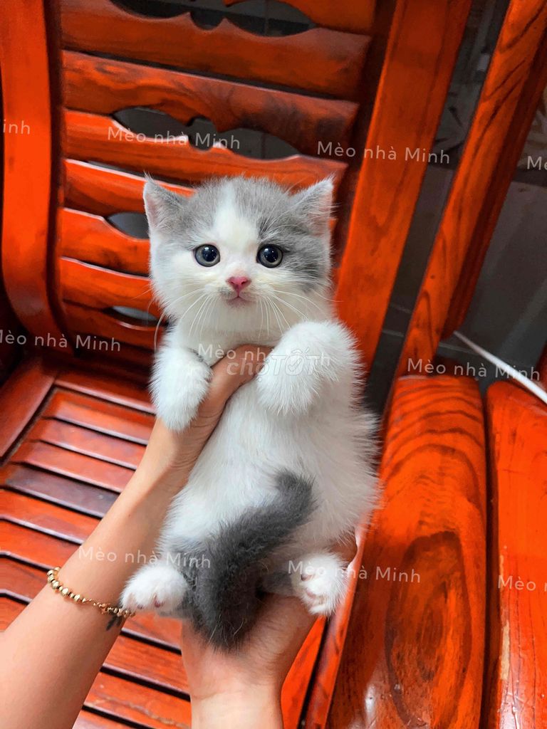 Mèo Anh lông ngắn Thuần chủng Bicolor. Mua bán Mèo tại Quận Gò Vấp Tp Hồ Chí Minh được đăng bởi Mèo Của Mình hình 1