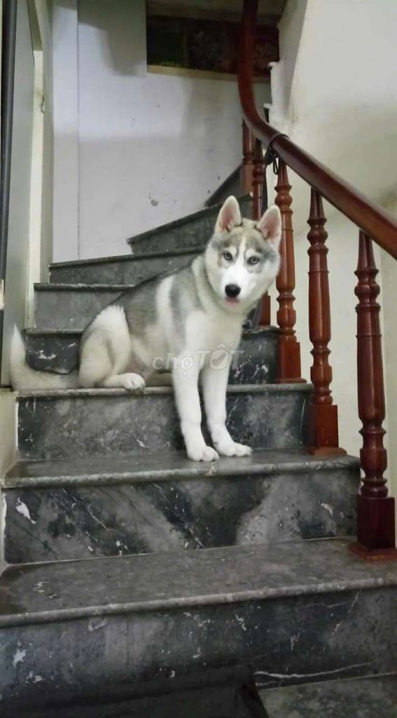 Cho thuê phối giống chó Husky