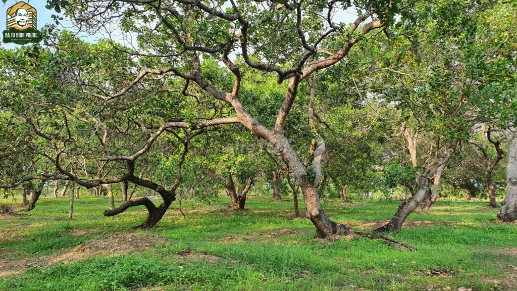 Chủ không canh tác bán lại vườn 12.267m2 giá 790 triệu Cách Ql14 600m.