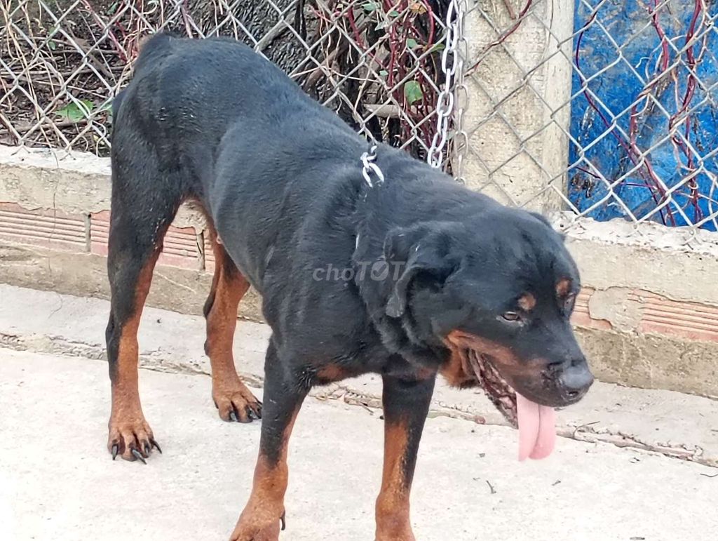 Chó Rottweiler cái Đen vàng. Mua bán Chó tại Thành phố Tân An Long An được đăng bởi Nhân Rottweiler  hình 1