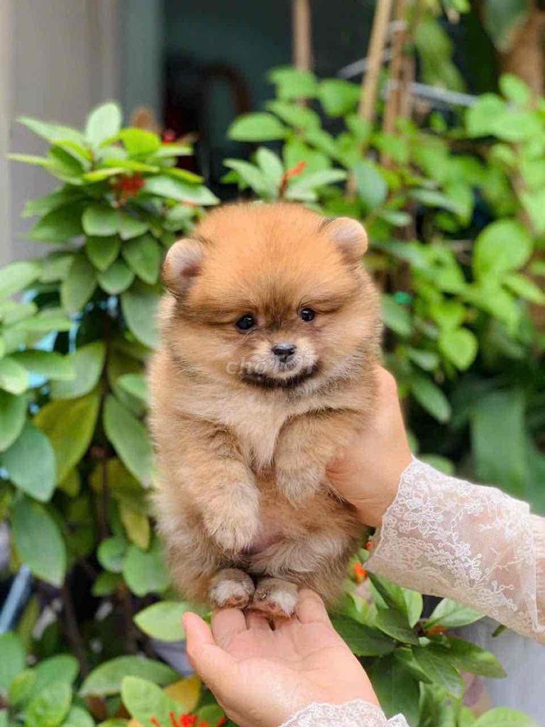 Pom Thái Xám Vàng. Mua bán Chó tại Quận Bình Tân Tp Hồ Chí Minh được đăng bởi Cậu ba bán chó hình 3