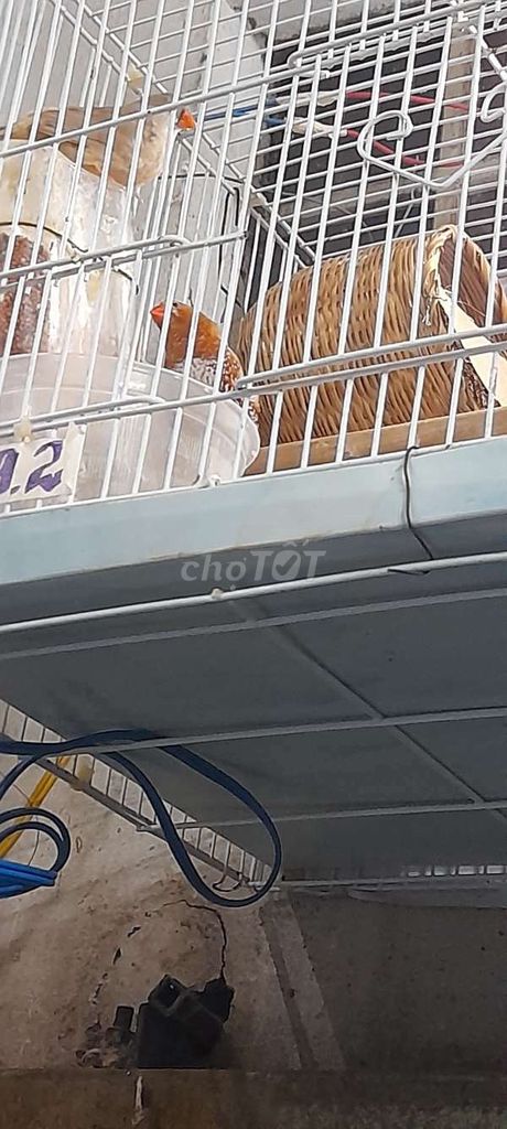 Manh manh cam đg sinh sản. Mua bán Chim tại Quận Tân Bình Tp Hồ Chí Minh được đăng bởi Nguyễn Viết Minh hình 1