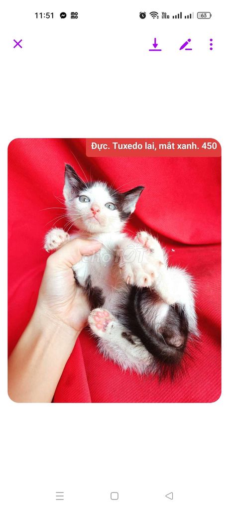 Mèo Tuxedo mắt xanh đáng yêu 8 bé