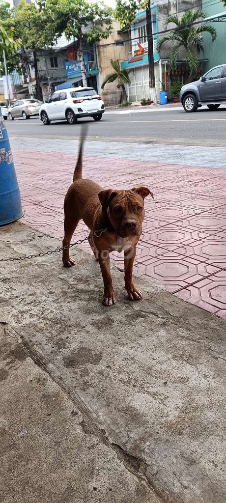 Chó Pitbull Nâu. Mua bán Chó tại Thành phố Dĩ An Bình Dương được đăng bởi Nguyễn Văn Lê Hùng  hình 1