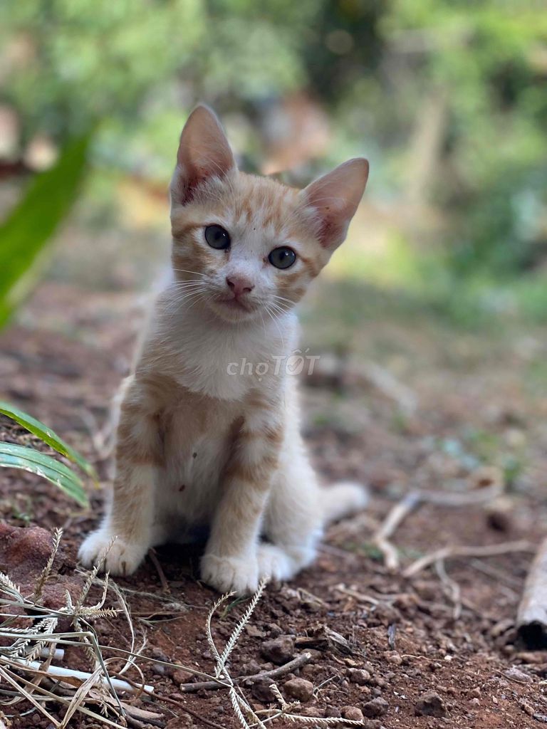 (Mèo cam) mèo anh lông dài lai. Mua bán Mèo tại Thành phố Buôn Ma Thuột Đắk Lắk được đăng bởi Thu Trang hình 1