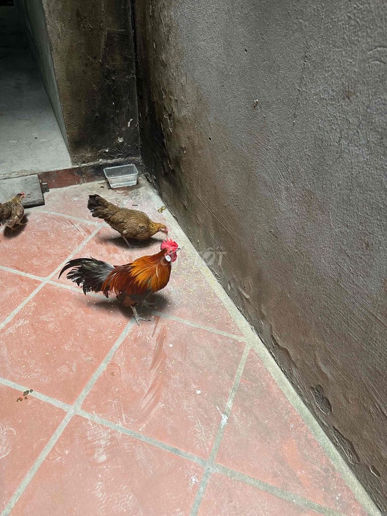 Bán đôi gà tre do không có điều kiện chăm sóc. Mua bán Gà tại Quận Nam Từ Liêm Hà Nội được đăng bởi luc Kieu Van hình 1