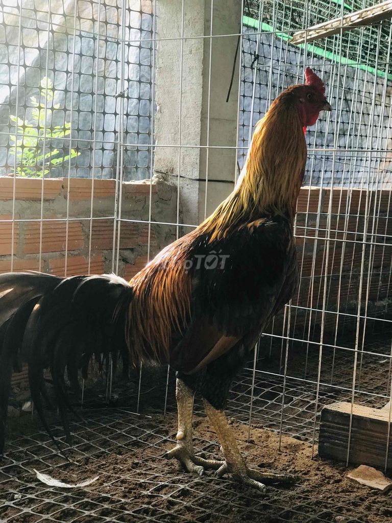Gà trống Việt Nam xám vàng 3.2kg. Mua bán Gà tại Huyện Mang Thít Vĩnh Long được đăng bởi Hưng Quoc hình 1