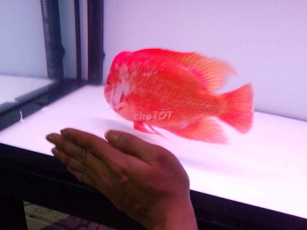 Cá thần tài Đỏ lớn. Mua bán Thú cưng khác tại Thành phố Dĩ An Bình Dương được đăng bởi Thái Nguyễn Quốc hình 1