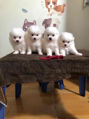 Phốc sóc nhật nhà nuôi