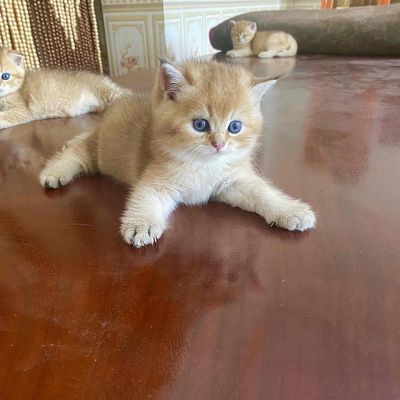 Mèo nhà đẻ có phả cần ib ạ. Mua bán Mèo tại Huyện Đông Anh Hà Nội được đăng bởi Dương Lan Nhi