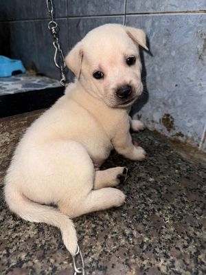 Chó Phú Quốc lai con