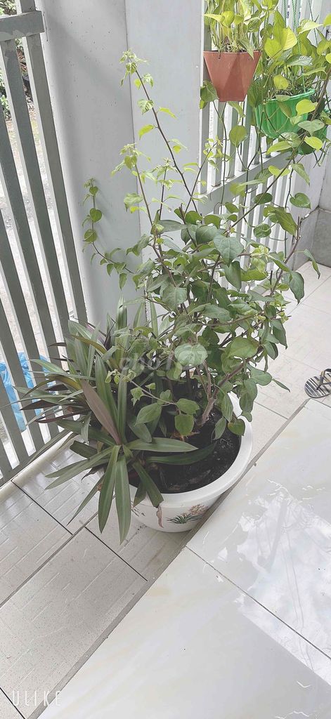 Cây hoa giấy Xanh lá 2 cây. Mua bán Cây cảnh, đồ trang trí tại Quận 12 Tp Hồ Chí Minh được đăng bởi loan nguyễn hình 1