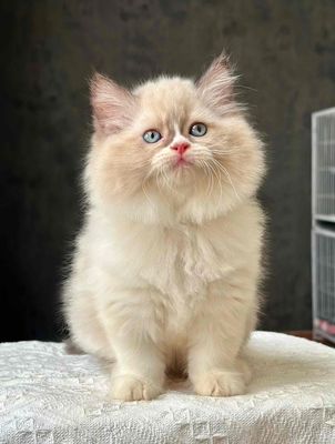 Mèo Ragdoll phiên bản Anh lông dài cực dễ thương