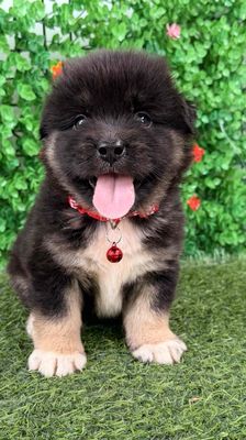 NHẬT LAI LANH LỢI CÓ VỚ CHÂN