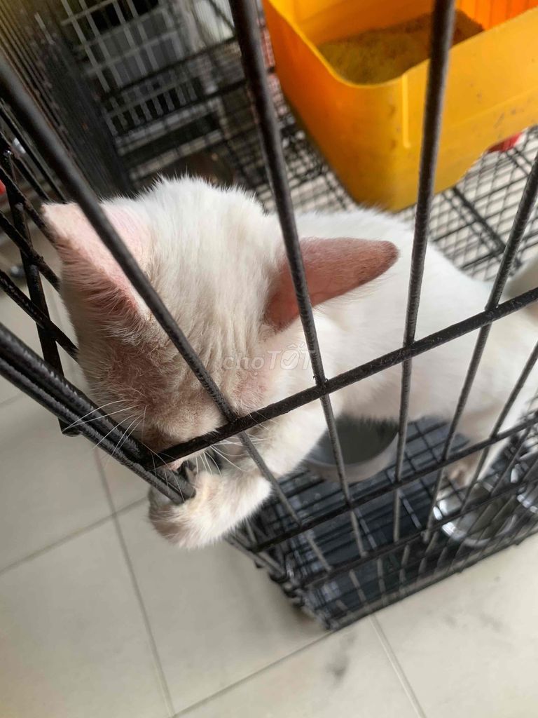Mèo Anh nghi lai việt 💛❤️mèo việt nghi lai anh. Mua bán Mèo tại Quận 8 Tp Hồ Chí Minh được đăng bởi Cửa Hàng Thanh Lý Đồ Cũ Mới hình 5
