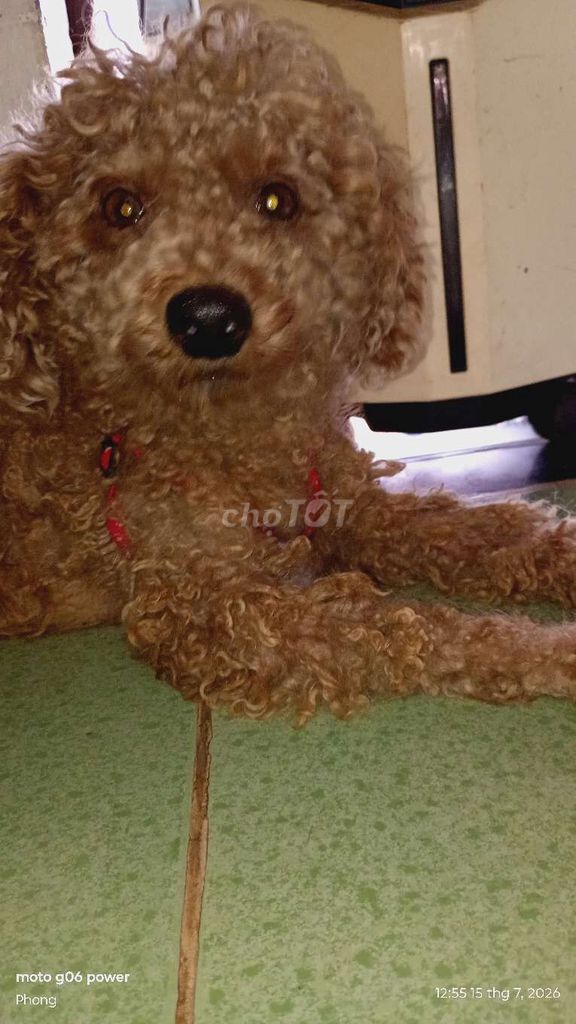 Chó Poodle màu Be. Mua bán Chó tại Huyện Thống Nhất Đồng Nai được đăng bởi Son hình 1