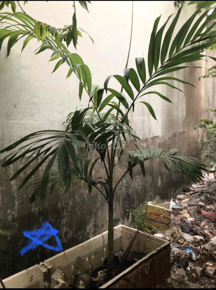 Bán Cây Cau trong hình .. Mua bán Cây cảnh, đồ trang trí tại Quận Bình Tân Tp Hồ Chí Minh được đăng bởi Gia Phú hình 1