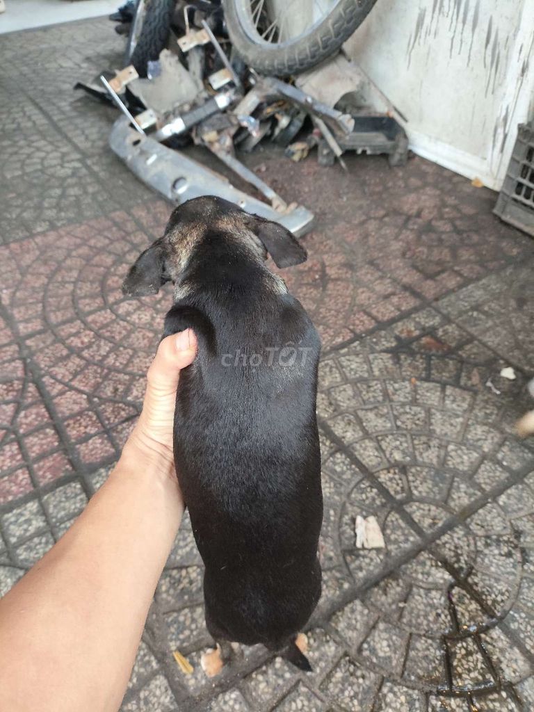 Chó Chihuahua đã chích 1 mũi. Mua bán Chó tại Quận Cẩm Lệ Đà Nẵng được đăng bởi Đỗ trọng vin hình 1