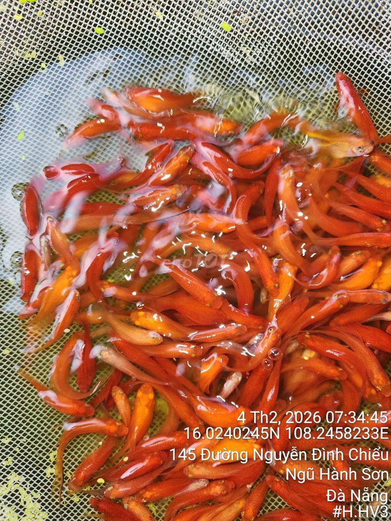 Cá cảnh Hoàng kiếm Đỏ cam. Mua bán Thú cưng khác tại Quận Ngũ Hành Sơn Đà Nẵng được đăng bởi nhật hình 1