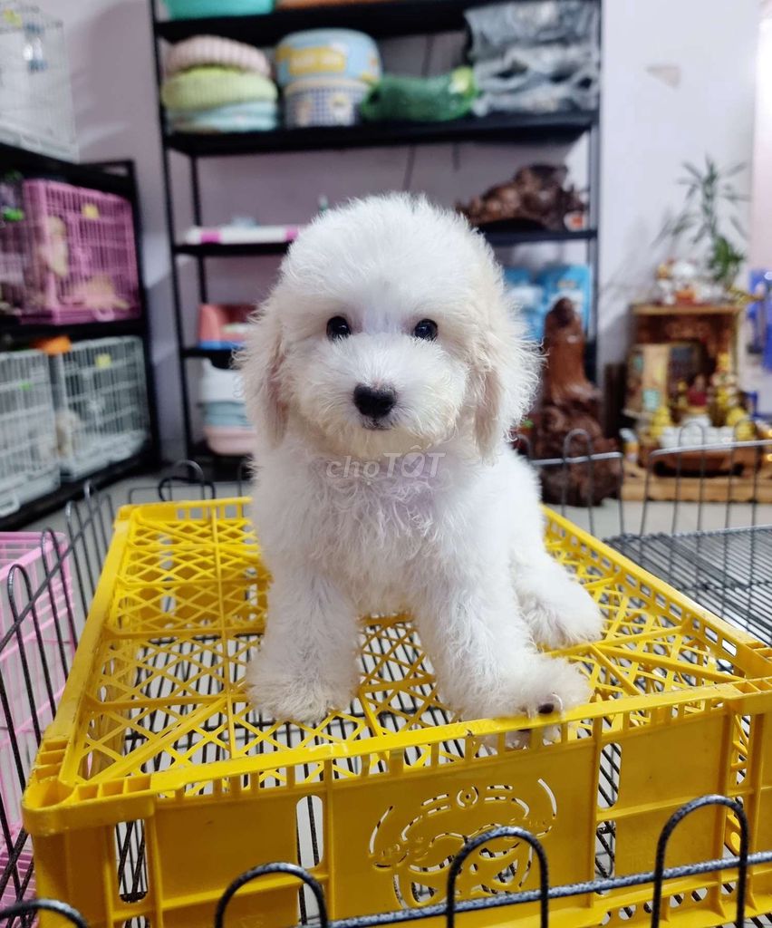 Sale poodle thuần chủng bảo hành sức khỏe