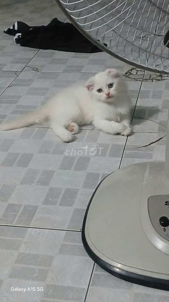 Mèo Anh lông dài tai cụp trắng cả hai. Mua bán Mèo tại Quận Tân Bình Tp Hồ Chí Minh được đăng bởi vy le hình 1