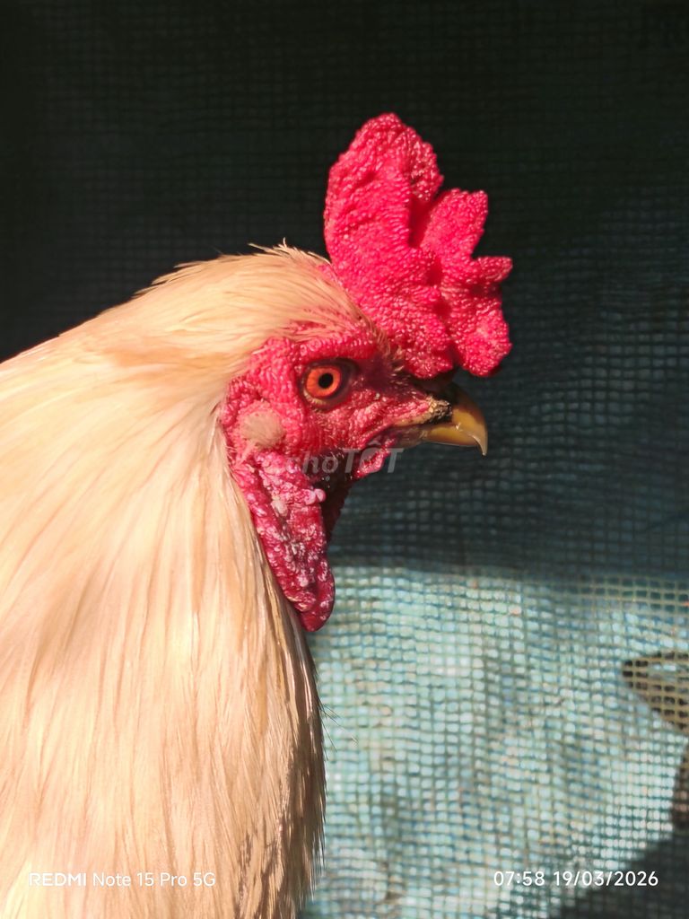 Nọc 2kg8. Mua bán Gà tại Huyện Châu Thành Sóc Trăng được đăng bởi Gà  hình 1