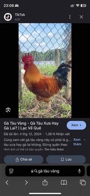 Tìm gà tàu vàng xưa về làm giống. Mua bán Gà tại Thị xã Phú Mỹ Bà Rịa - Vũng Tàu được đăng bởi Hoàng