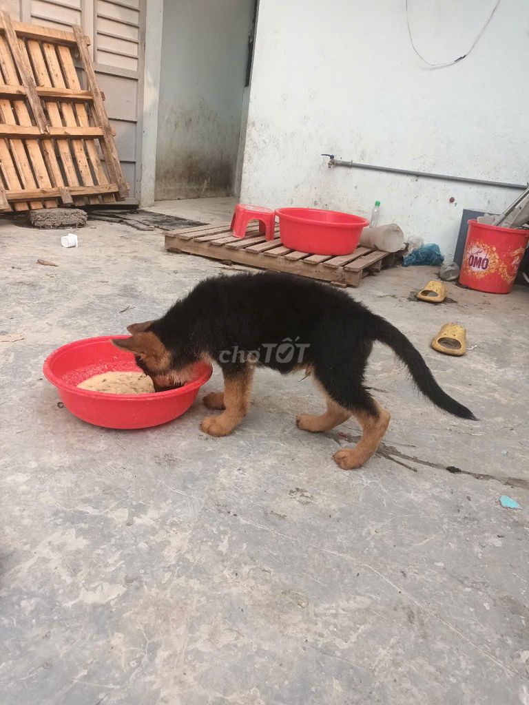 Bécgie đức thuần chủng.bố nhập. Mua bán Chó tại Thành phố Phủ Lý Hà Nam được đăng bởi Vũ Văn Nghĩa hình 4