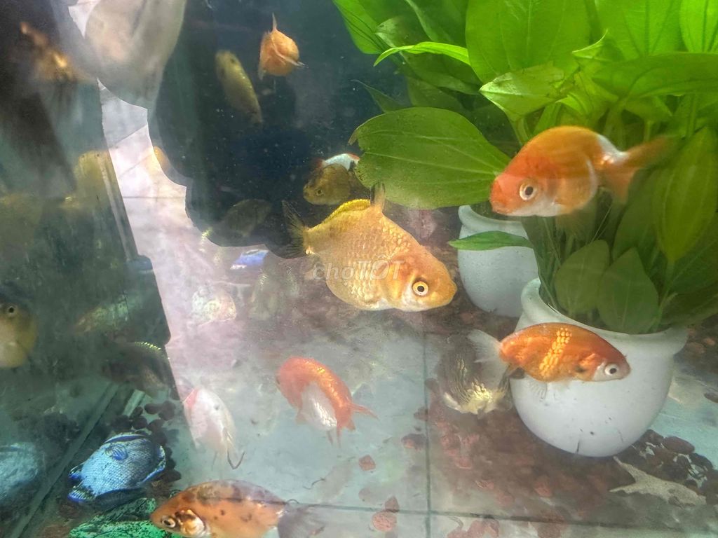 Cá Ranchu nhỏ-20k/con. Mua bán Thú cưng khác tại Quận 12 Tp Hồ Chí Minh được đăng bởi Cá Cảnh Sài Gòn Giá Sĩ  hình 5
