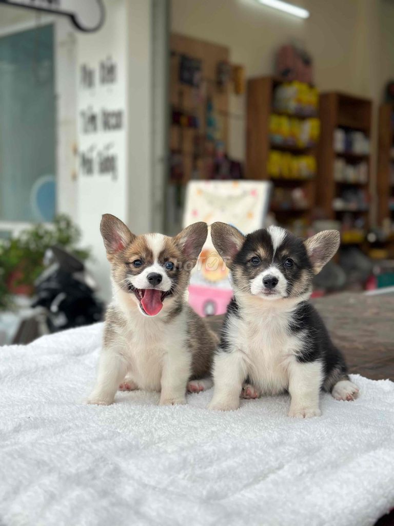 2 bé corgi siêu đẹp 😍😍 ngầu