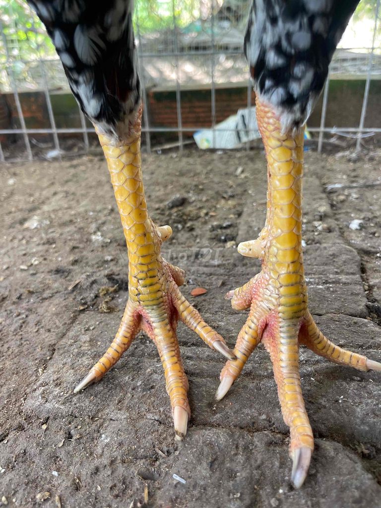 điều bông 2k9
