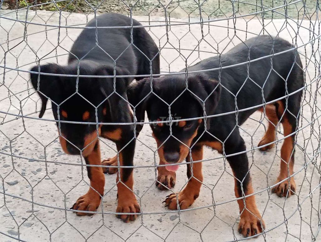 Chó Rottweiler Đen vàng 7-9kg. Mua bán Chó tại Huyện Nhà Bè Tp Hồ Chí Minh được đăng bởi Nhân Rottweiler  hình 1
